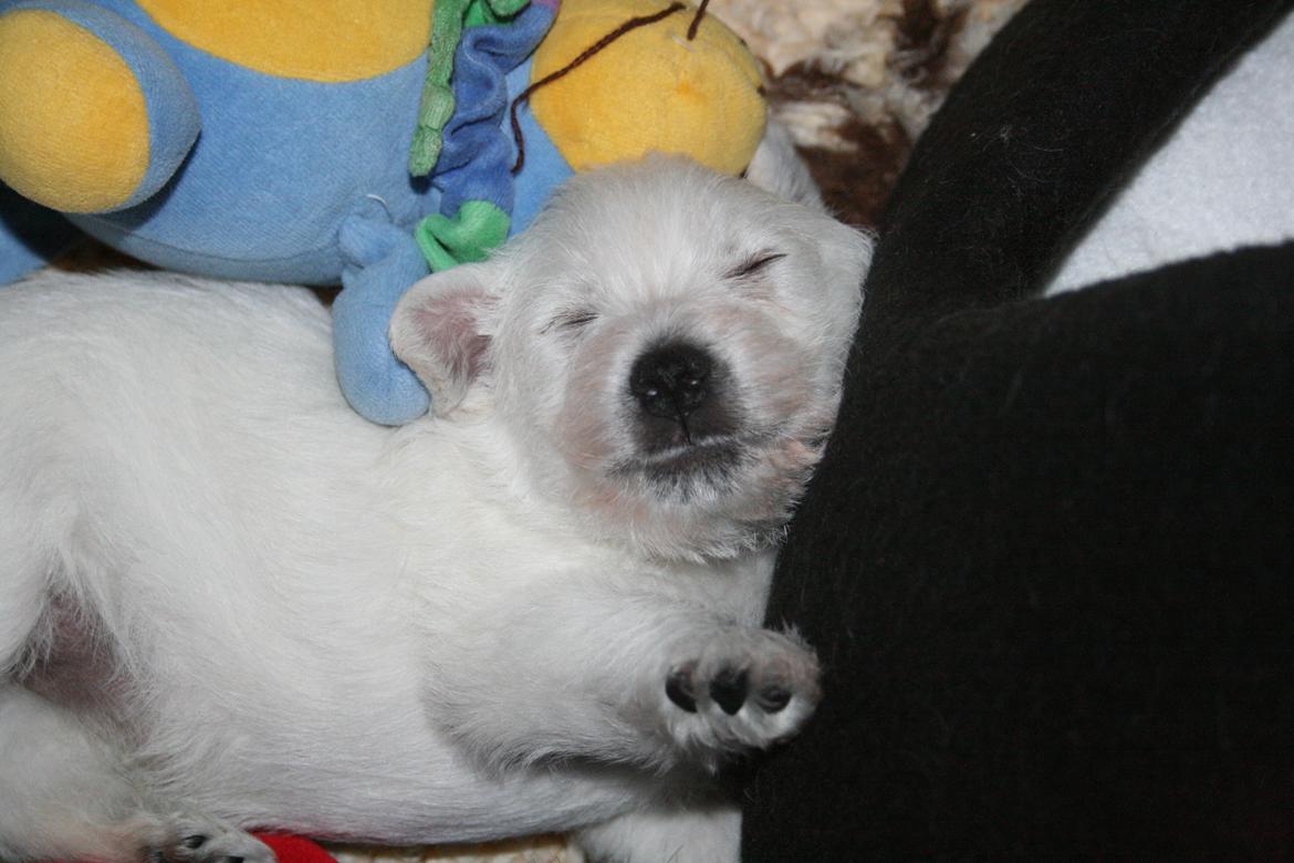 West highland white terrier Diva billede 1