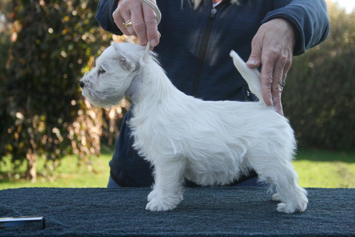 West highland white terrier Diva billede 4