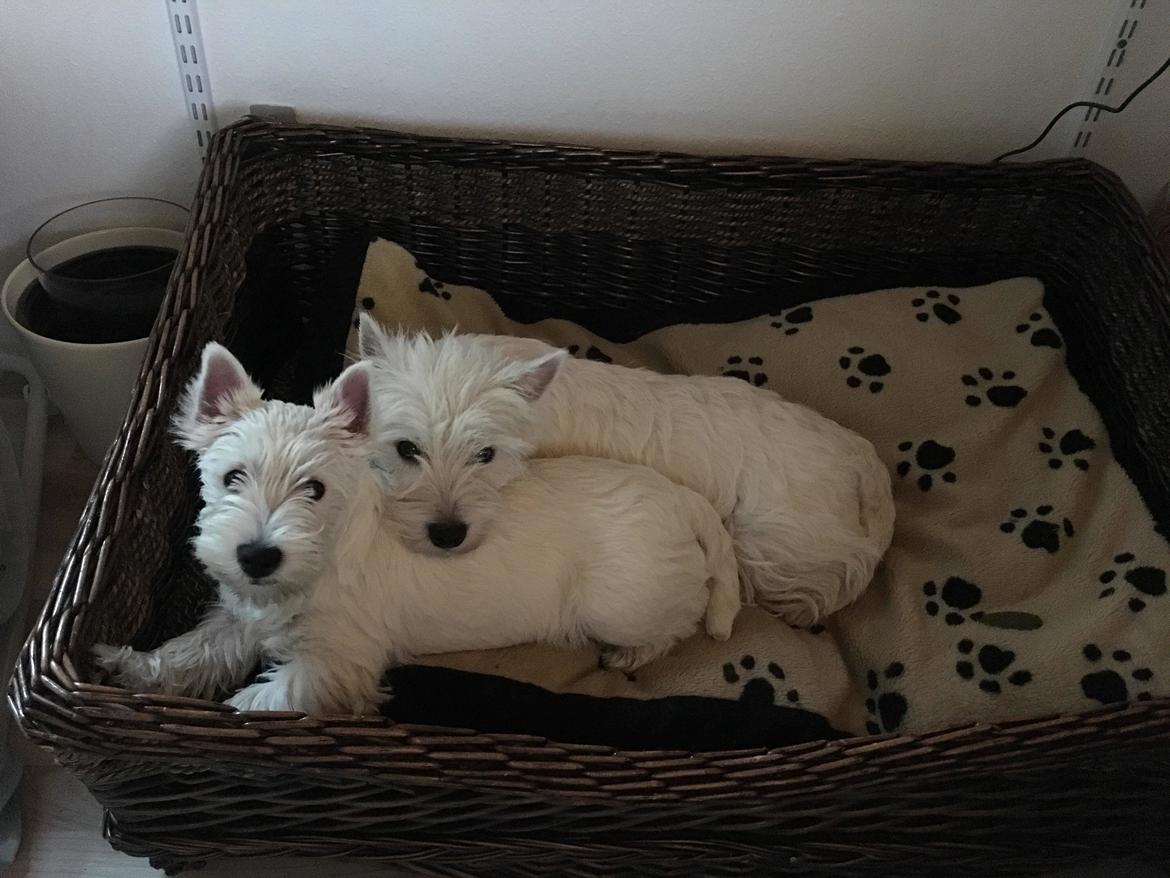 West highland white terrier Diva billede 7