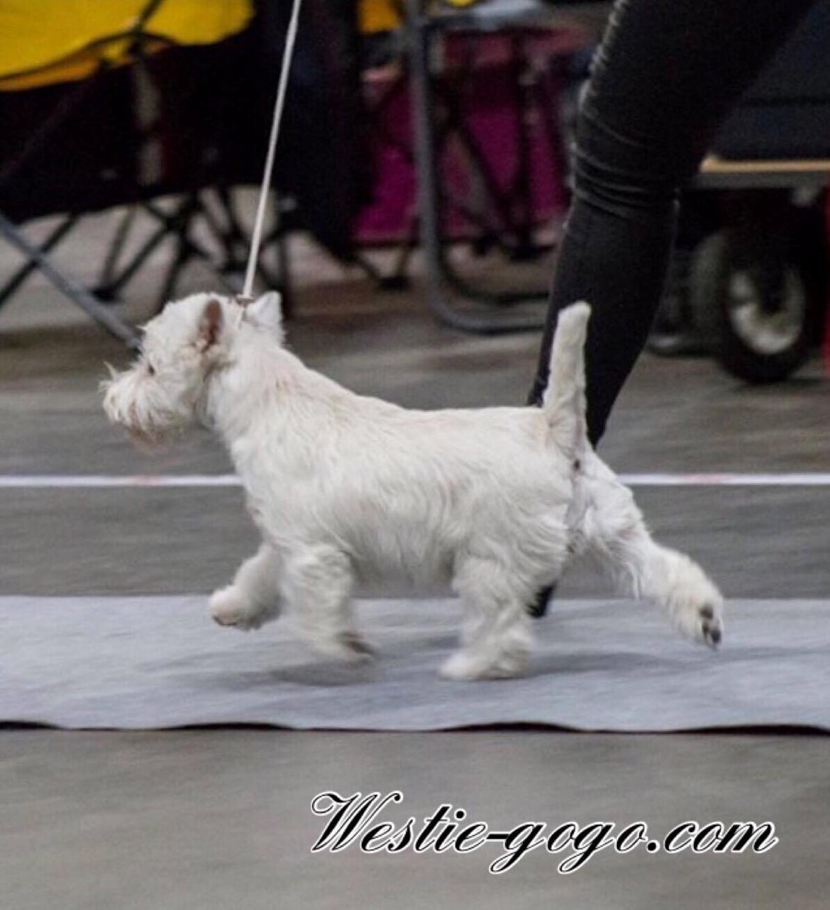 West highland white terrier Diva billede 9