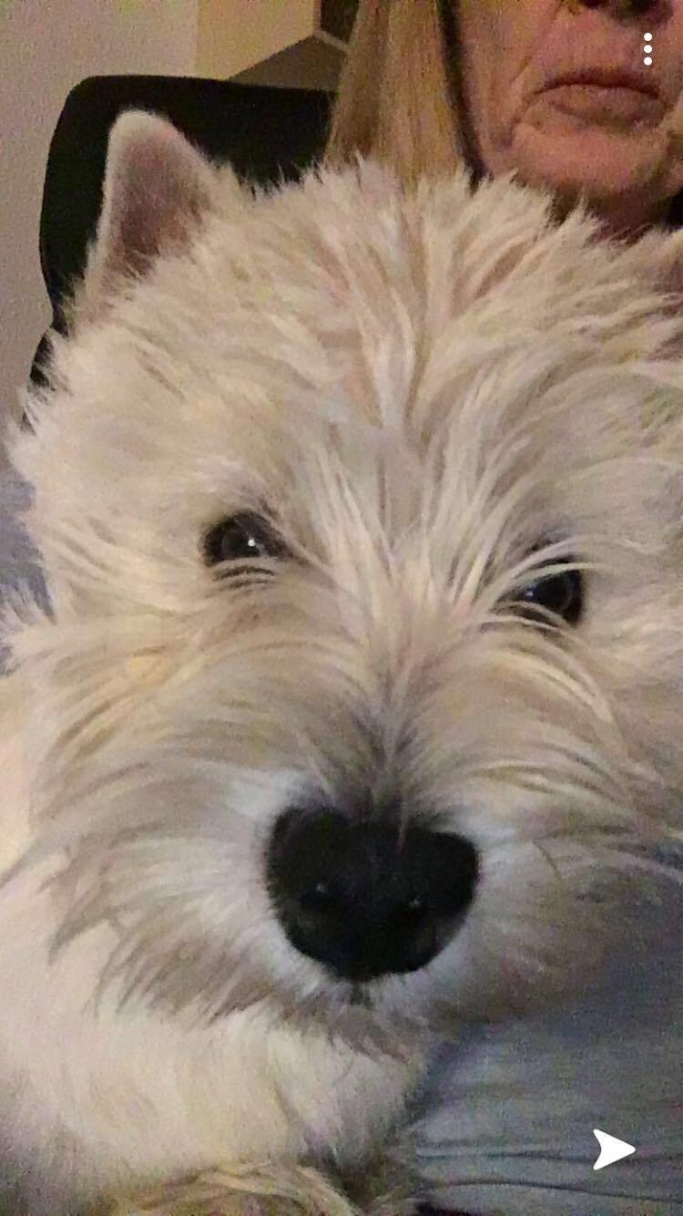 West highland white terrier Diva billede 10