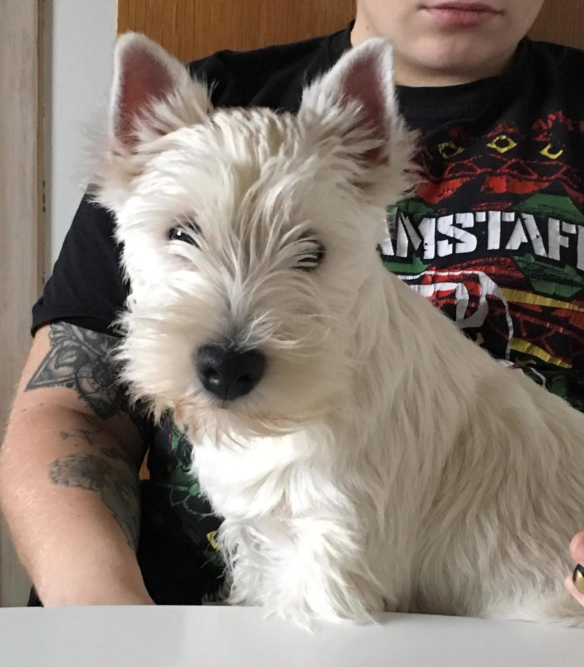 West highland white terrier Diva billede 11