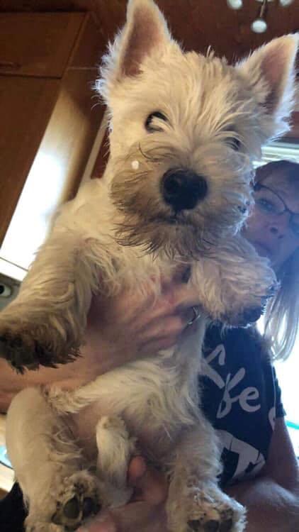 West highland white terrier Diva billede 8