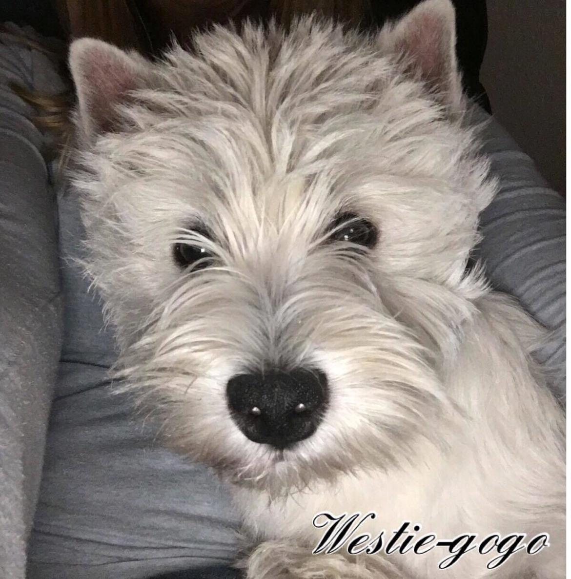 West highland white terrier Diva billede 12