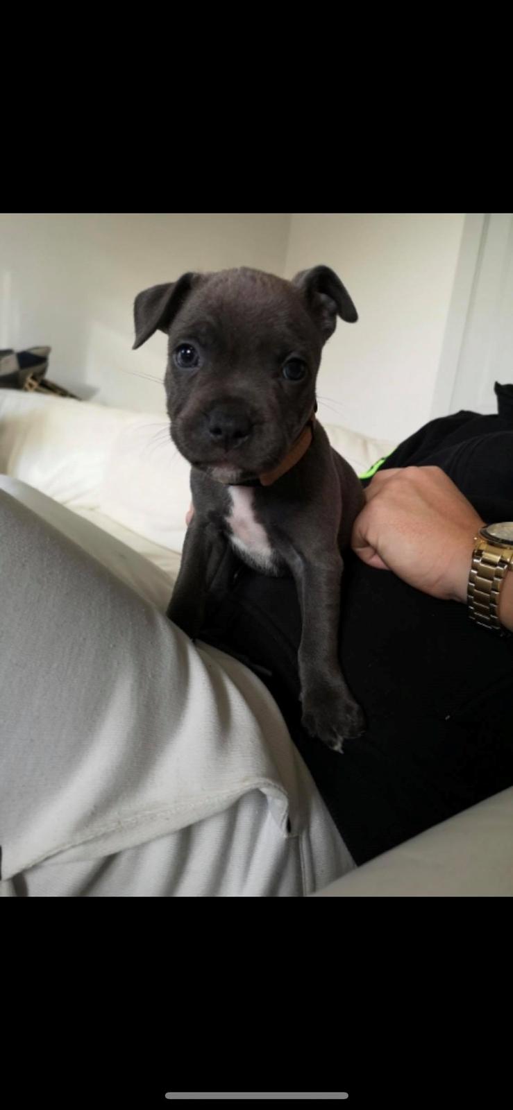 Staffordshire bull terrier Jalokin billede 5