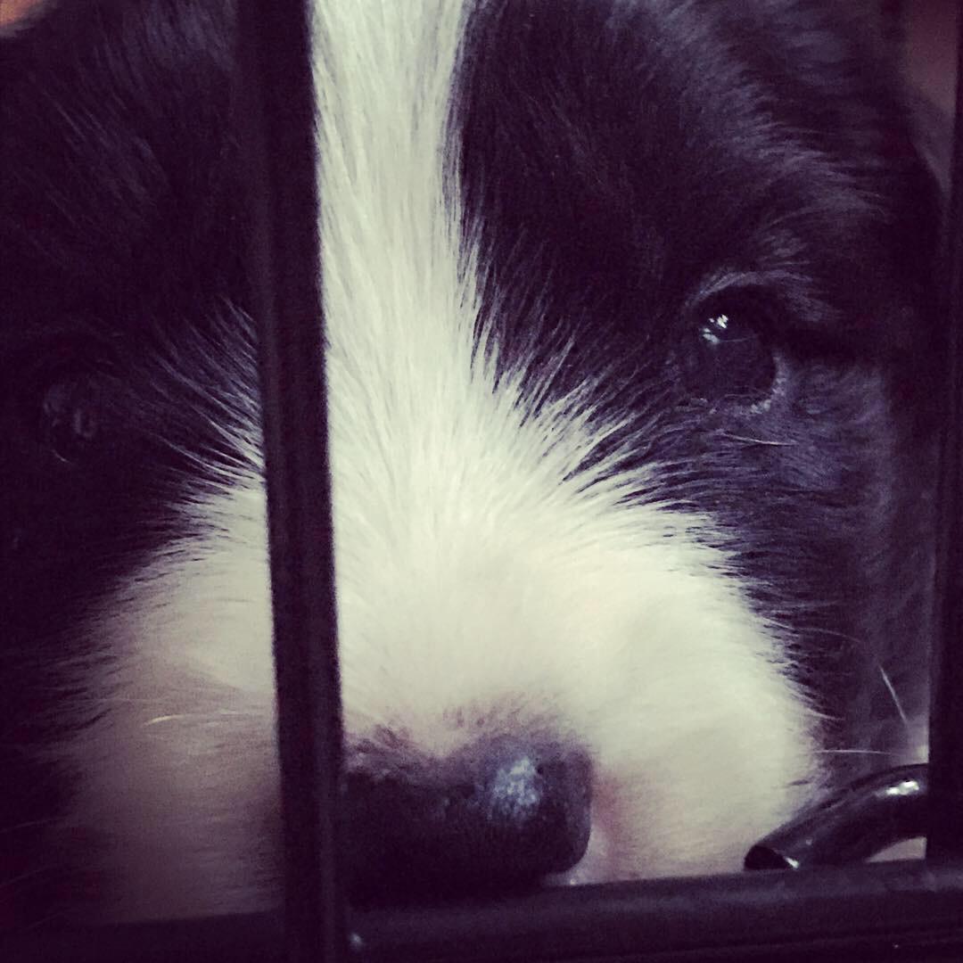 Border collie Hokú Ohana's Amazing Benji billede 1