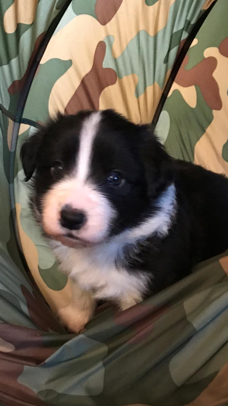 Border collie Hokú Ohana's Amazing Benji billede 2