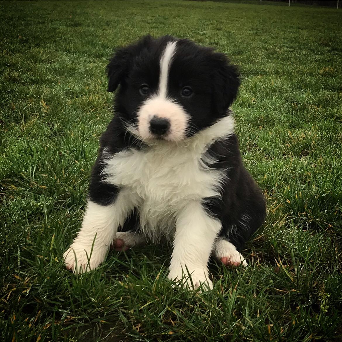 Border collie Hokú Ohana's Amazing Benji billede 3