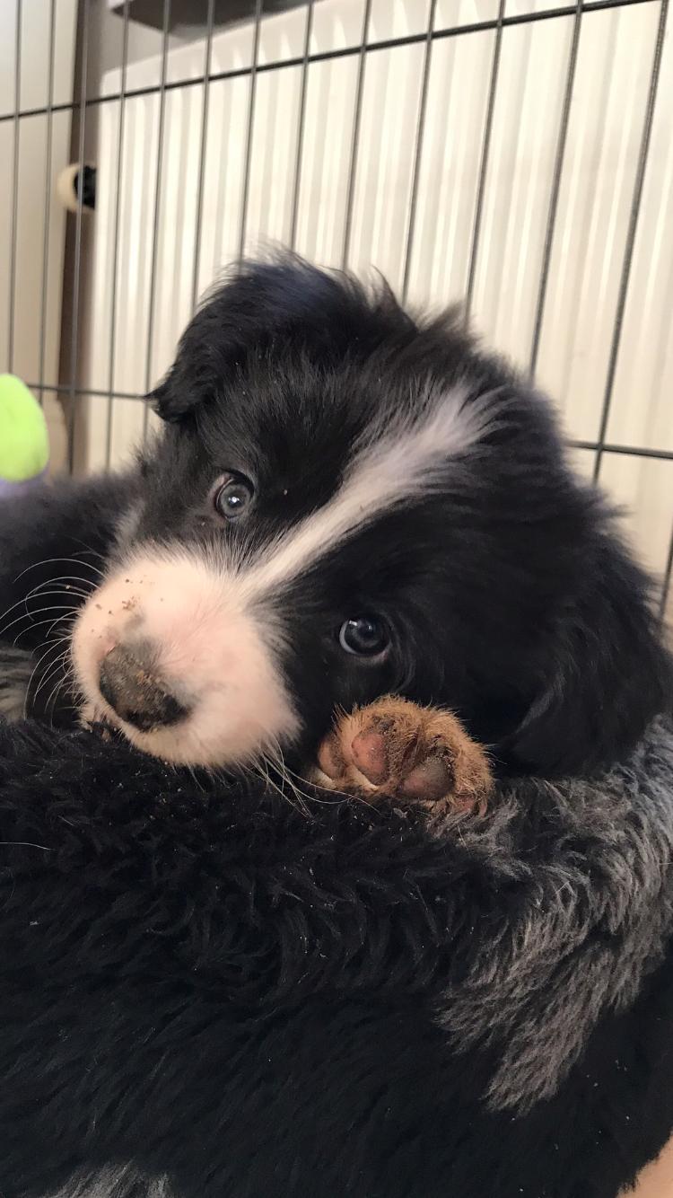 Border collie Hokú Ohana's Amazing Benji billede 5