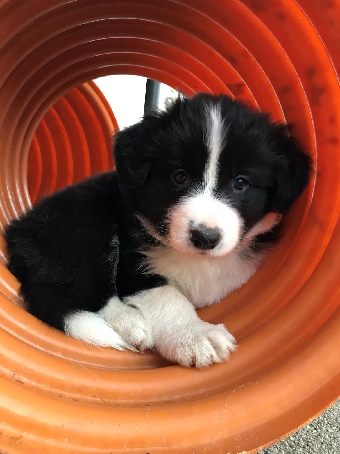 Border collie Hokú Ohana's Amazing Benji billede 4