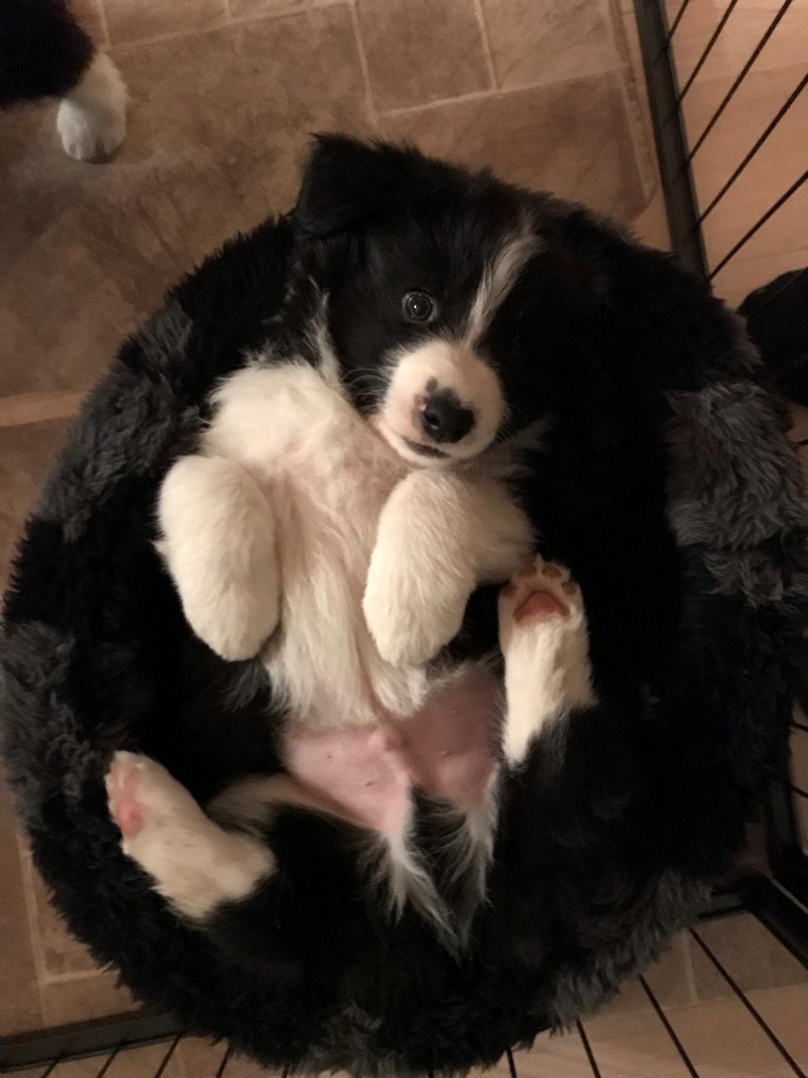 Border collie Hokú Ohana's Amazing Benji billede 6