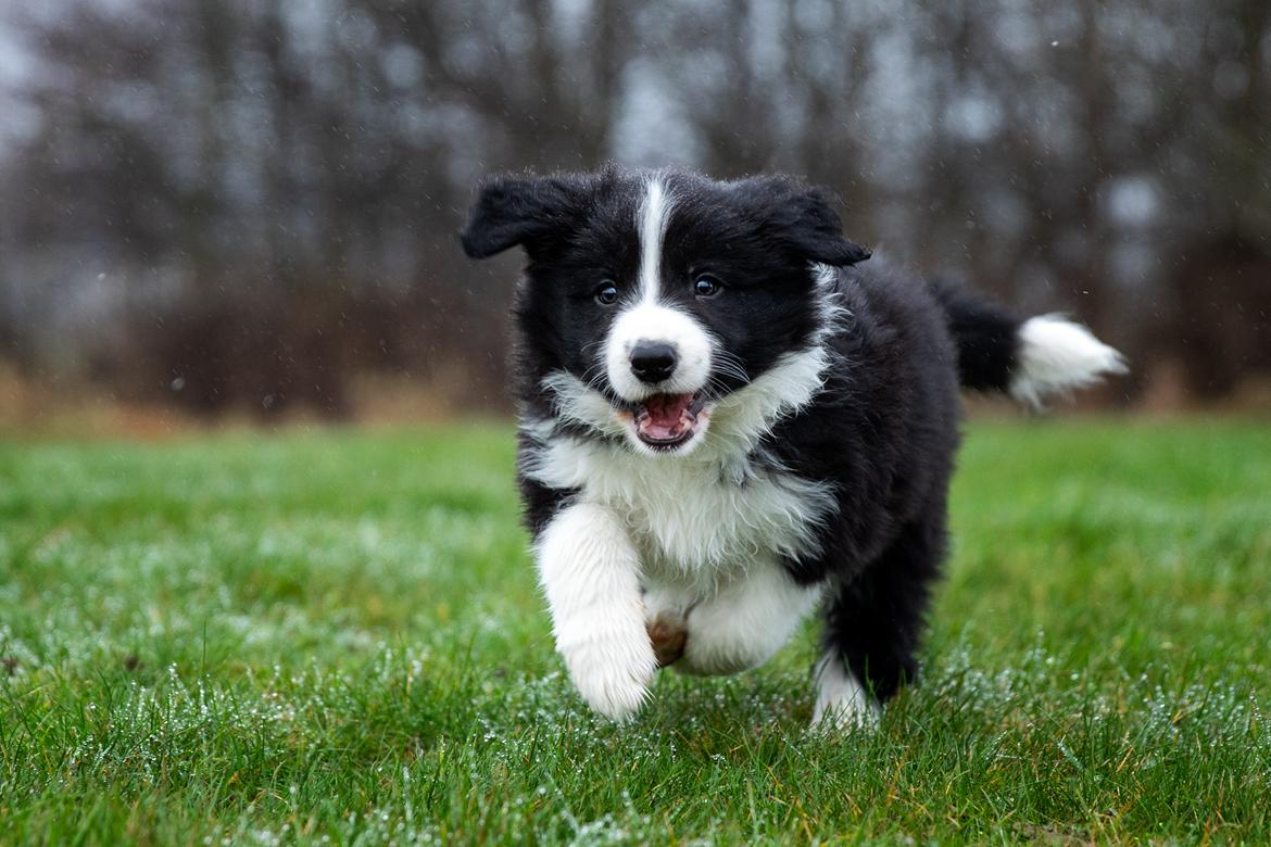 Border collie Hokú Ohana's Amazing Benji billede 7