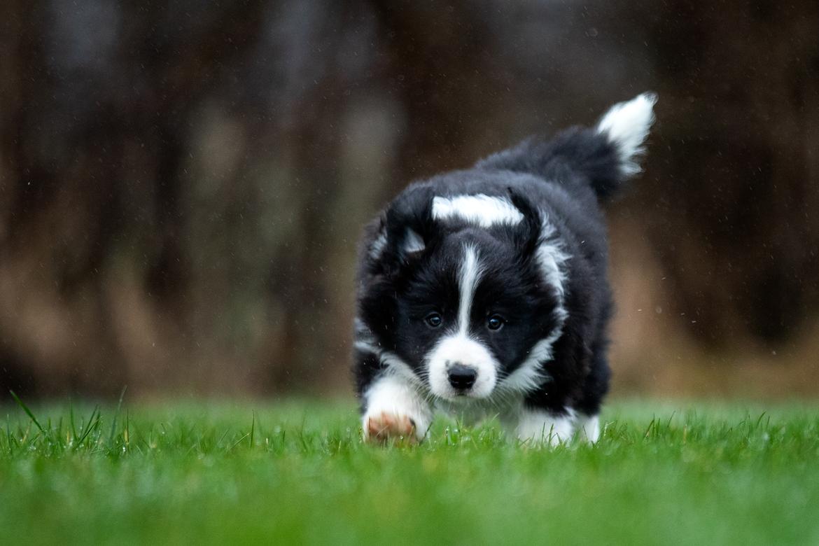 Border collie Hokú Ohana's Amazing Benji billede 8