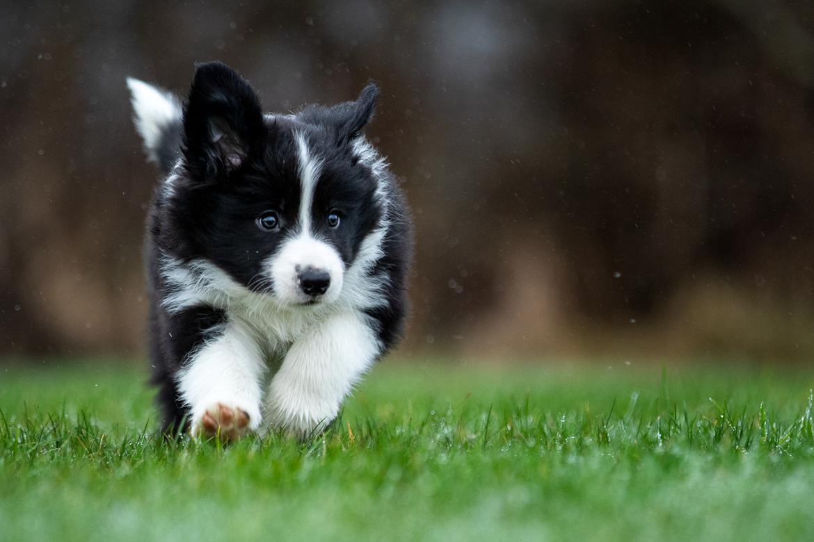 Border collie Hokú Ohana's Amazing Benji billede 9