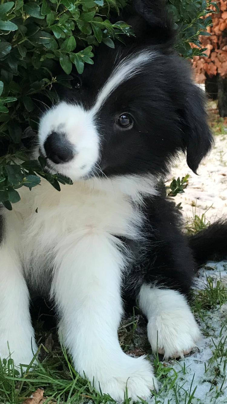 Border collie Hokú Ohana's Amazing Benji billede 11
