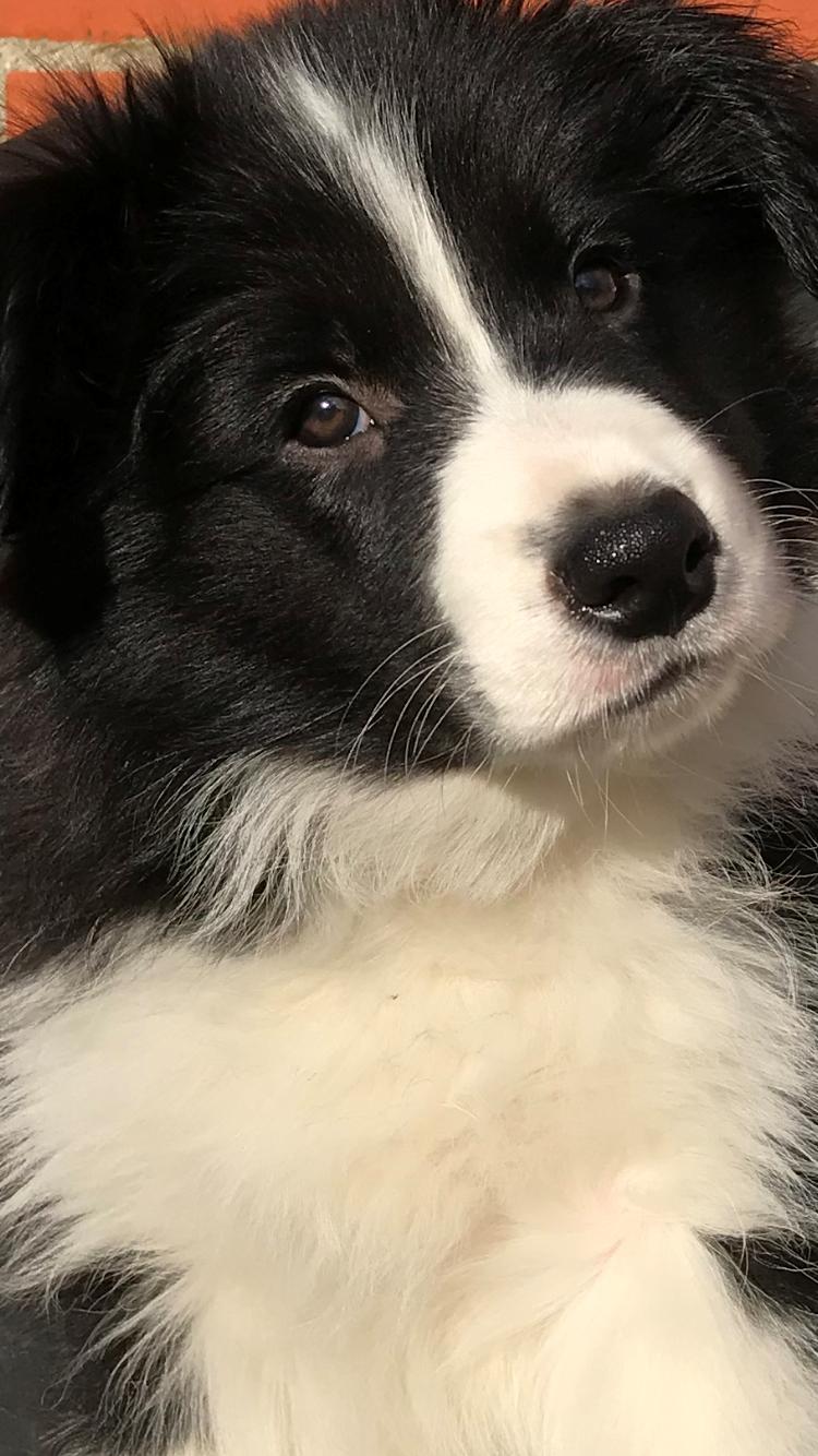 Border collie Hokú Ohana's Amazing Benji billede 12