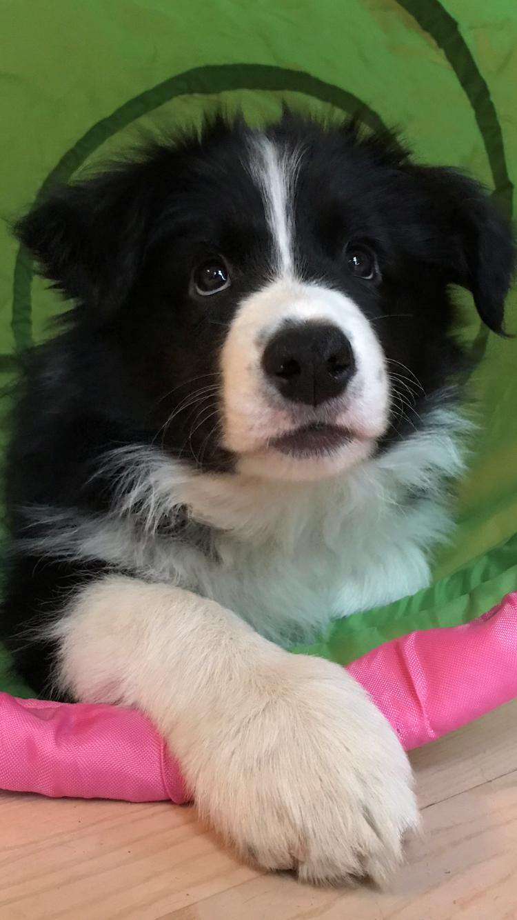 Border collie Hokú Ohana's Amazing Benji billede 13