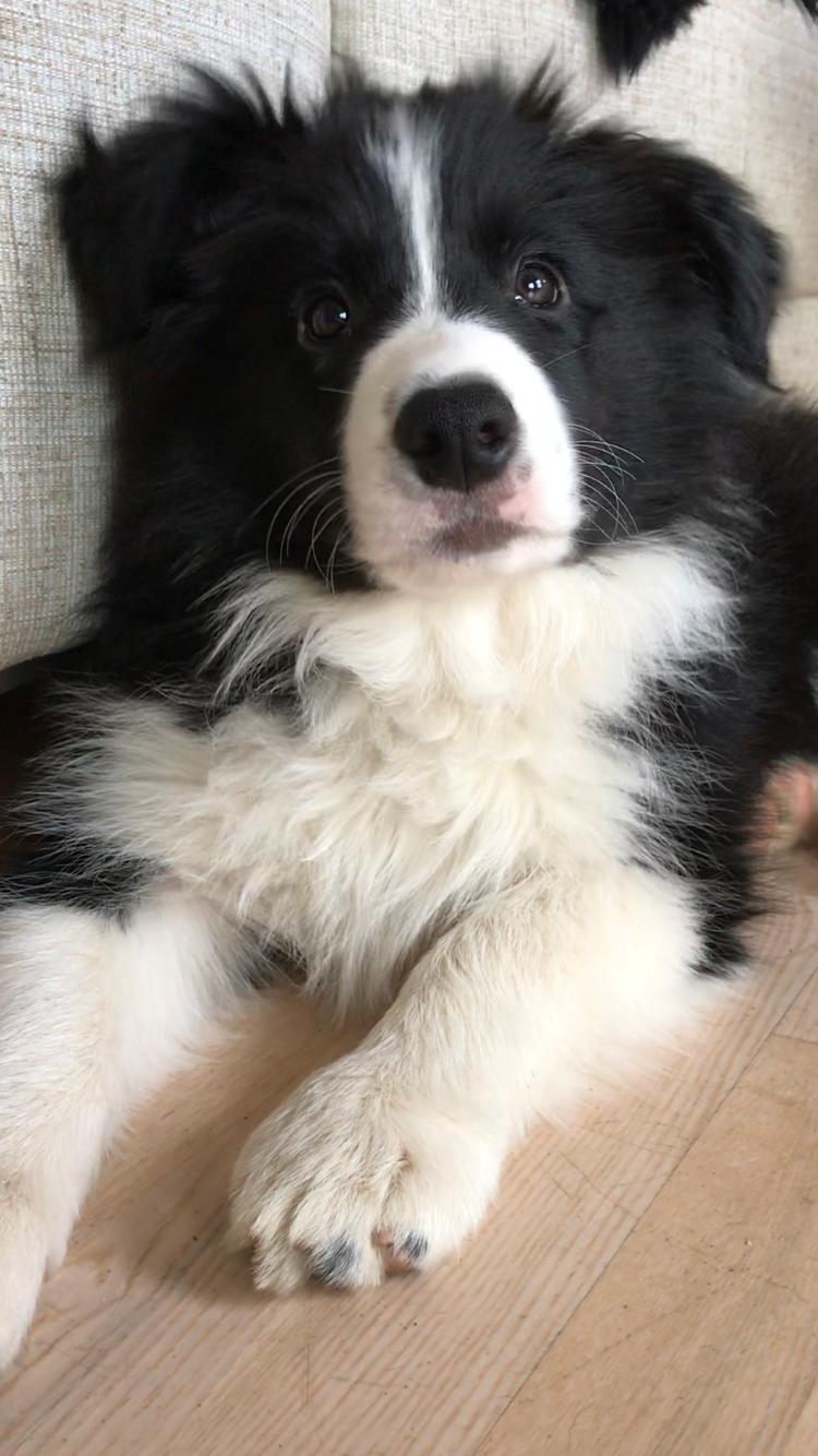 Border collie Hokú Ohana's Amazing Benji billede 14