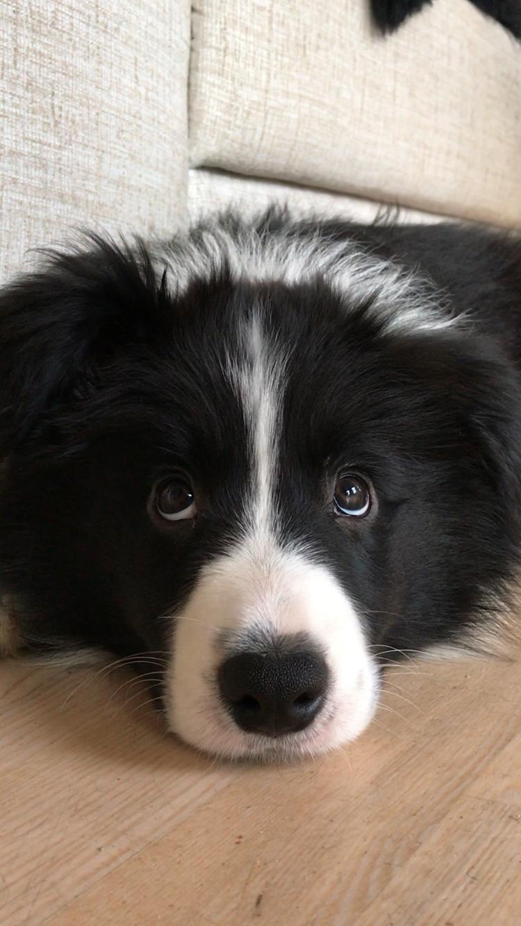 Border collie Hokú Ohana's Amazing Benji billede 15