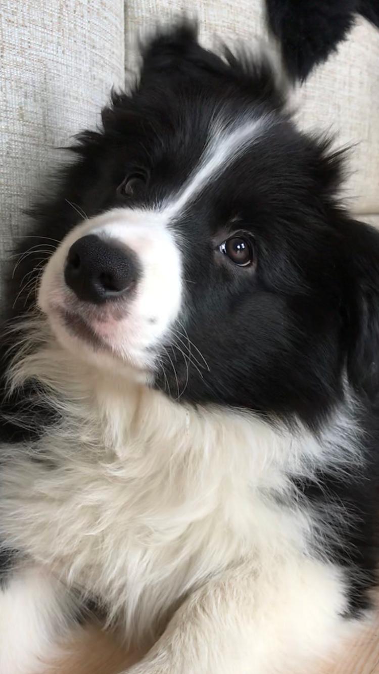 Border collie Hokú Ohana's Amazing Benji billede 16