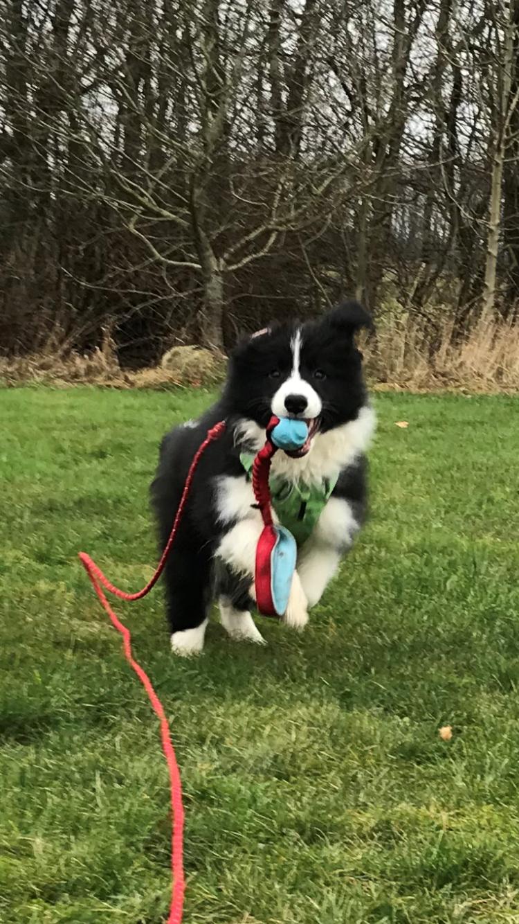 Border collie Hokú Ohana's Amazing Benji billede 17
