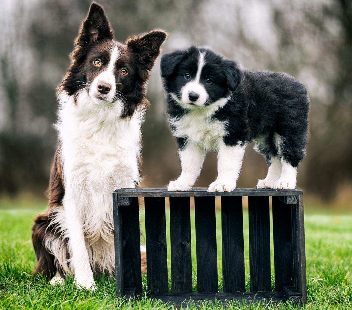 Border collie Hokú Ohana's Amazing Benji billede 10
