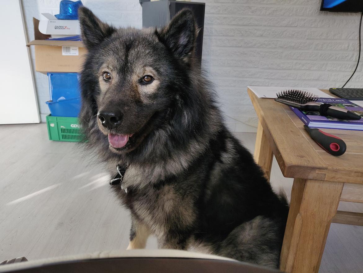 Eurasier Kenzo billede 1