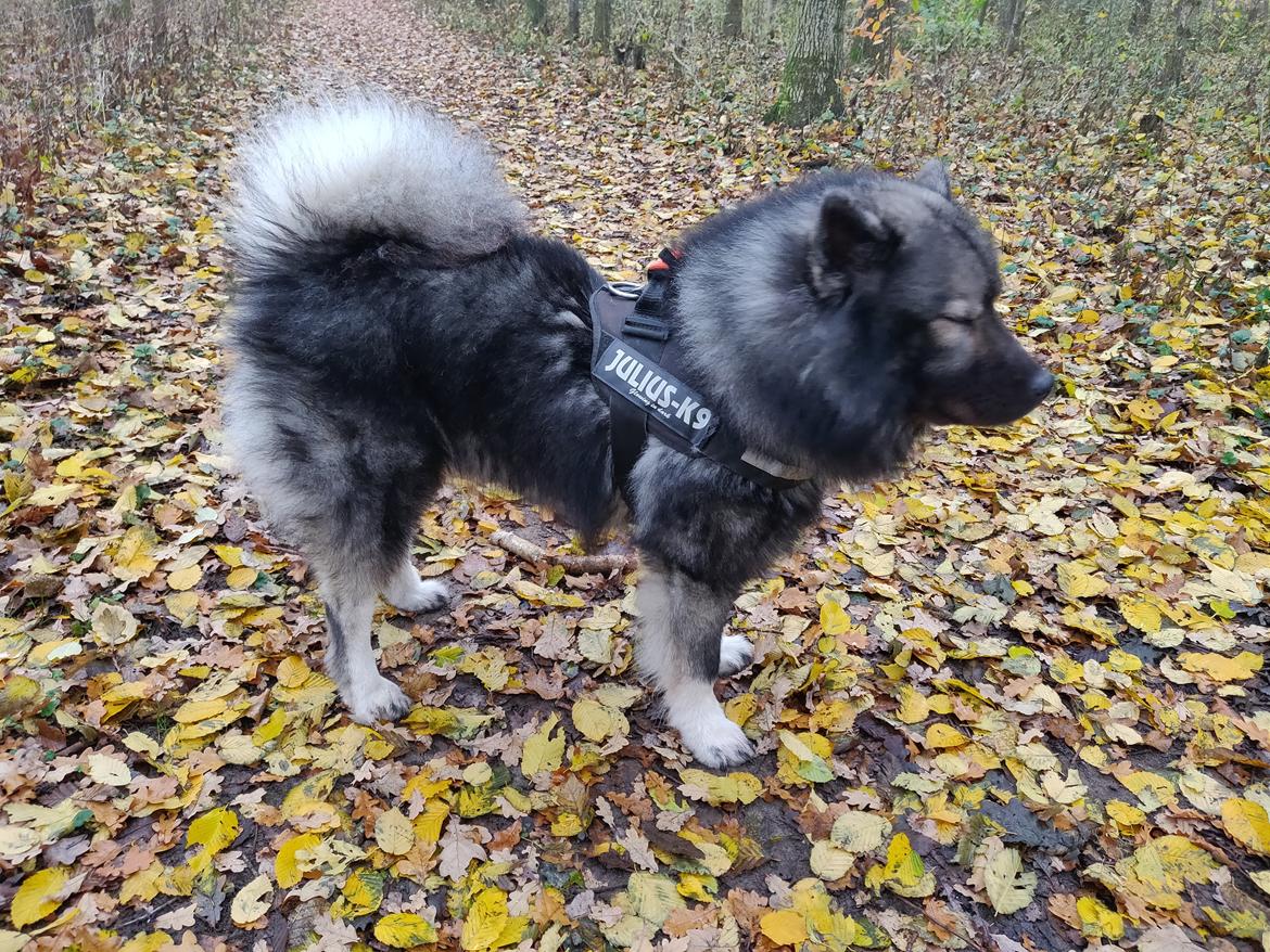 Eurasier Kenzo billede 2