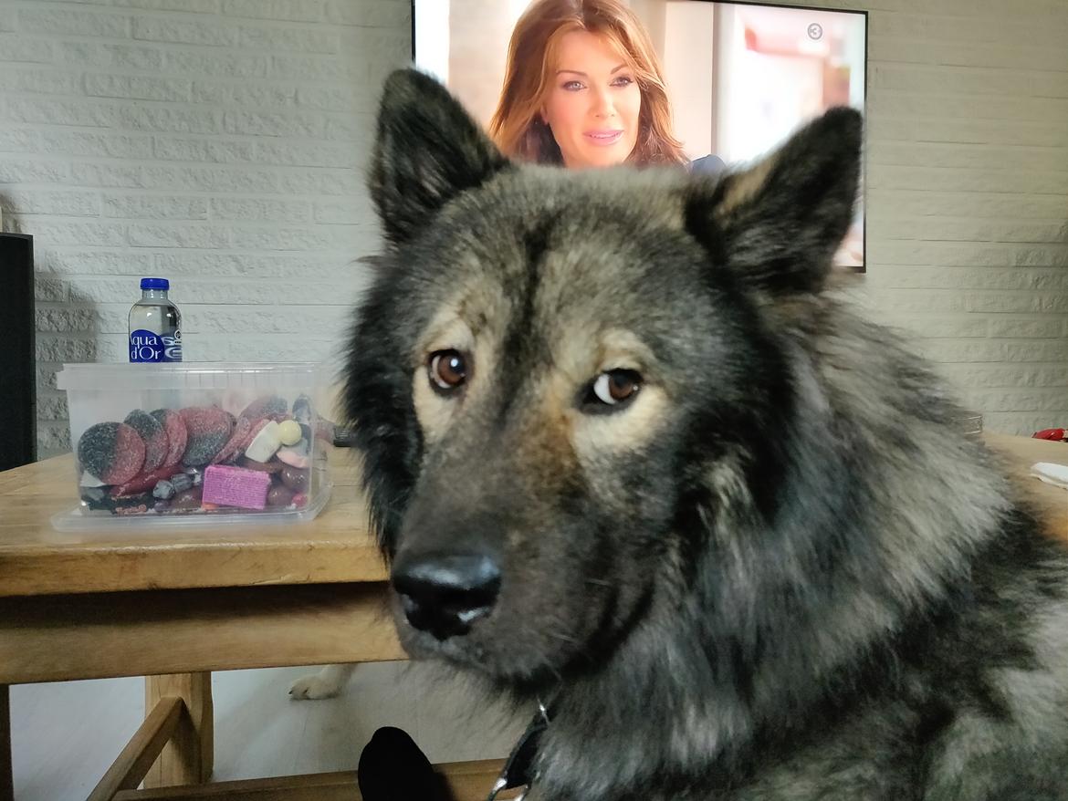 Eurasier Kenzo billede 4