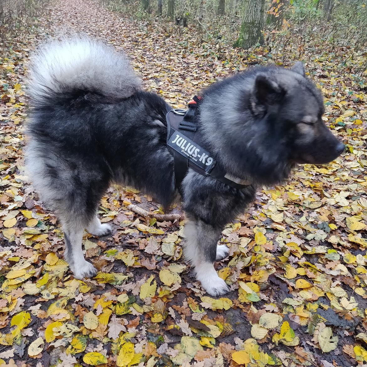Eurasier Kenzo billede 5