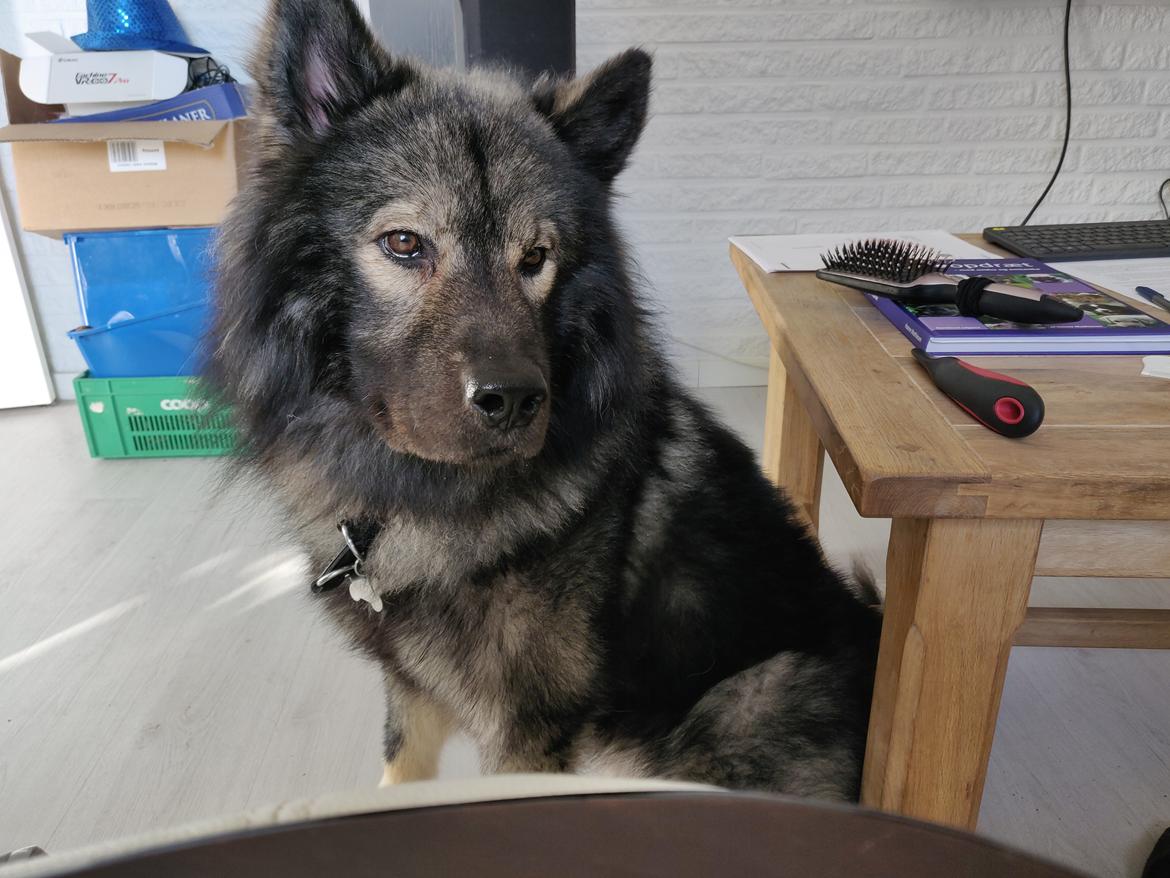 Eurasier Kenzo billede 3