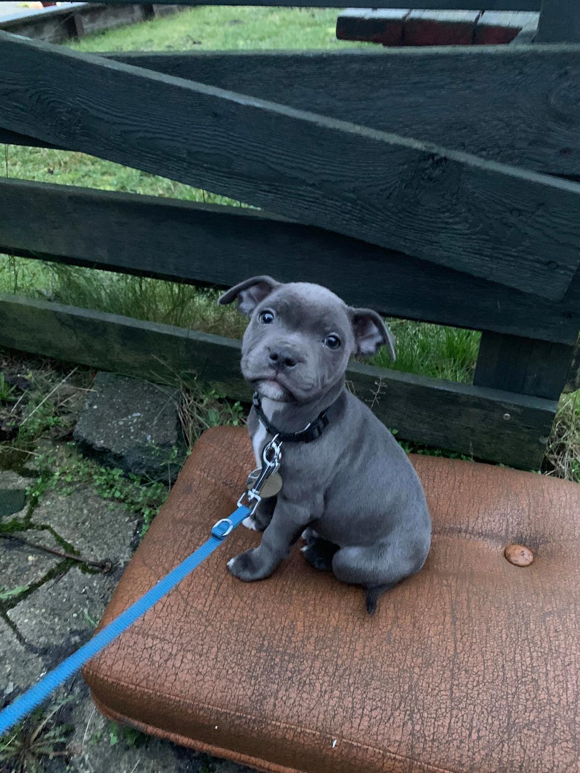 Staffordshire bull terrier Jalokin billede 1