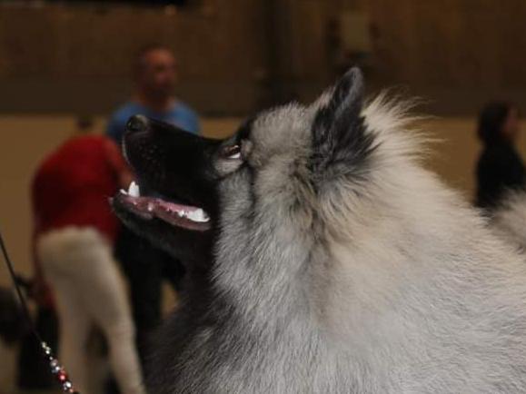 Keeshond Asdis - House of Keesgaard A Silver Past  billede 27