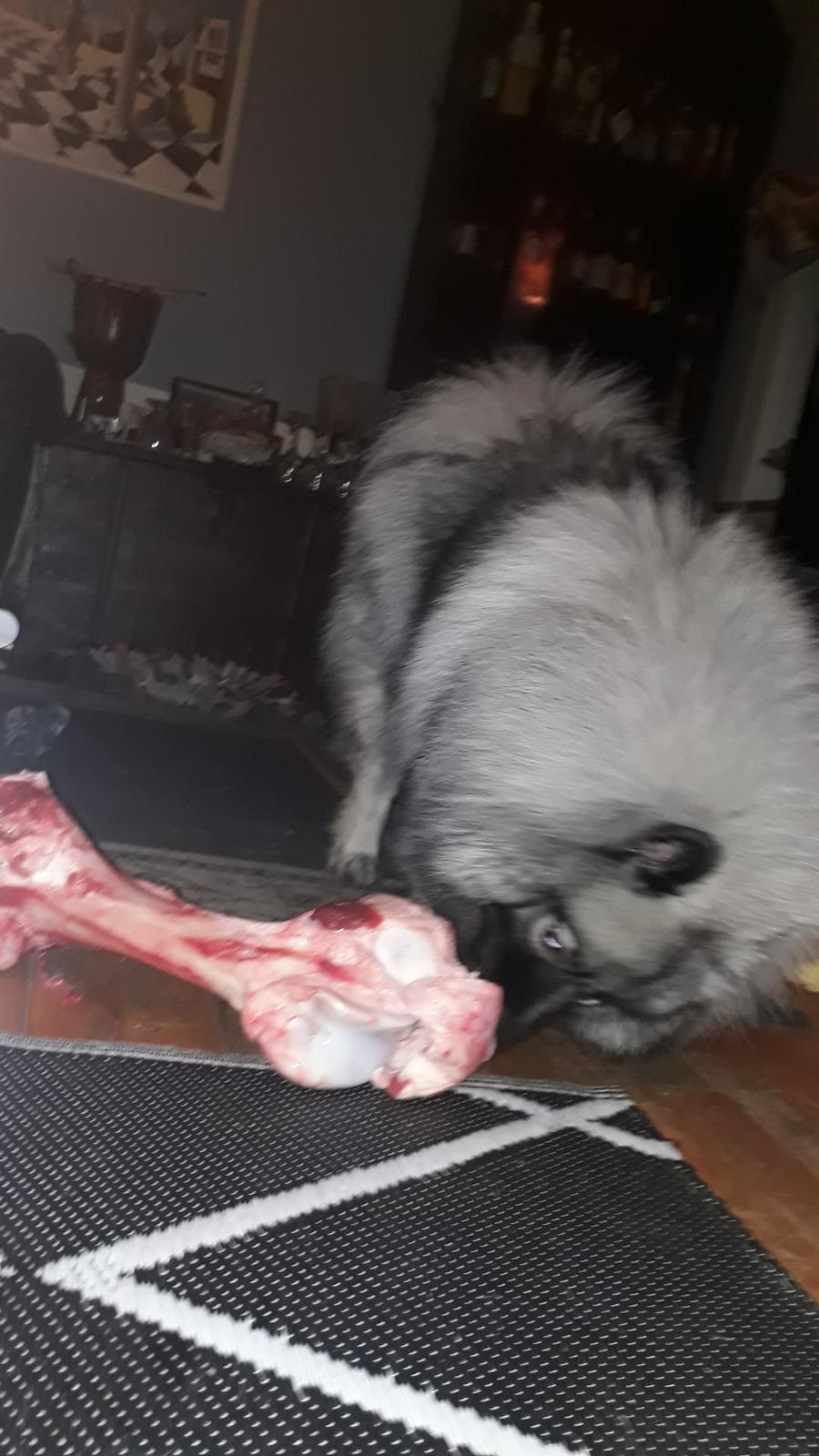 Keeshond Asdis - House of Keesgaard A Silver Past  billede 28