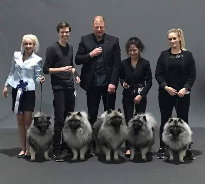 Keeshond Asdis - House of Keesgaard A Silver Past  billede 2