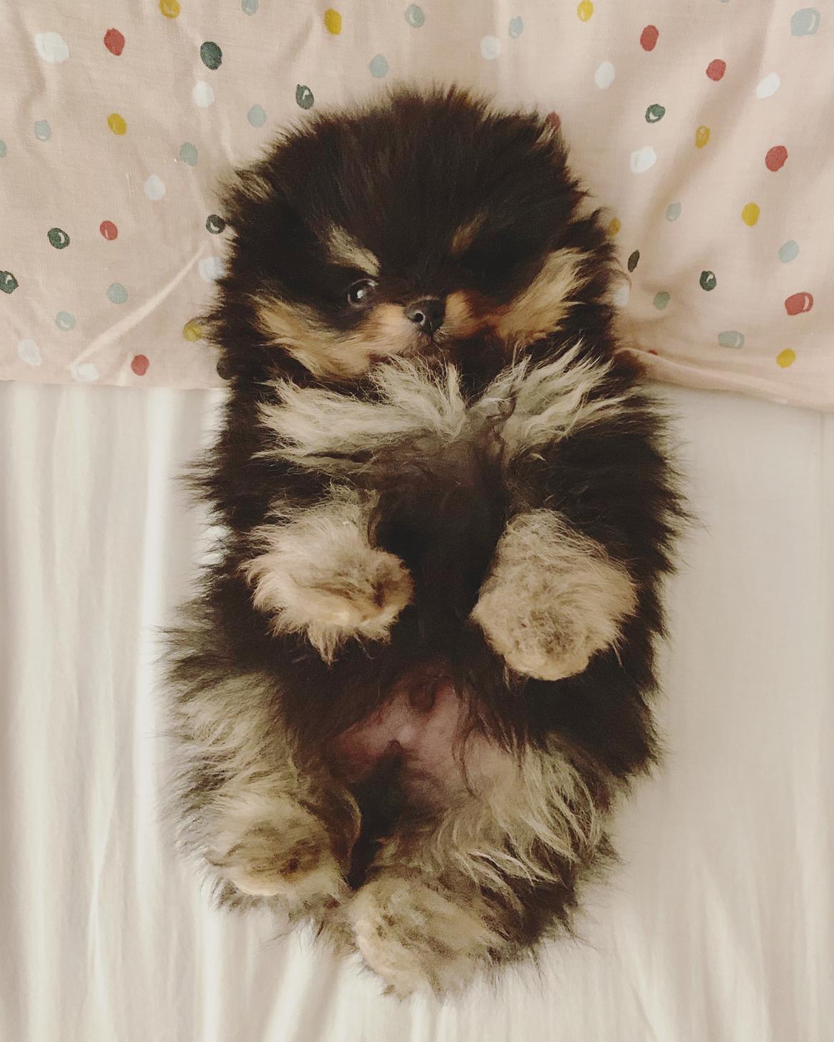 Pomeranian High Fly Lakrisall (Oscar) billede 6