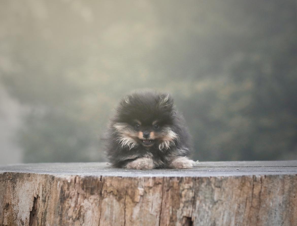 Pomeranian High Fly Lakrisall (Oscar) billede 5