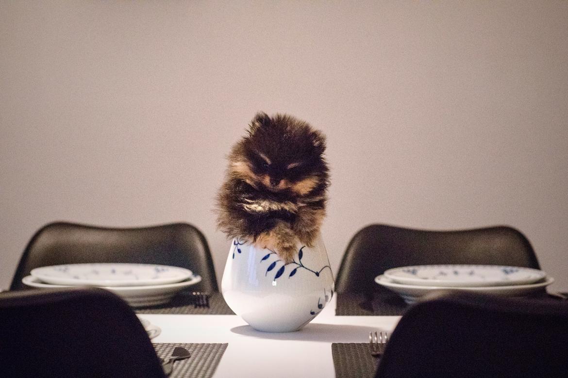 Pomeranian High Fly Lakrisall (Oscar) billede 4