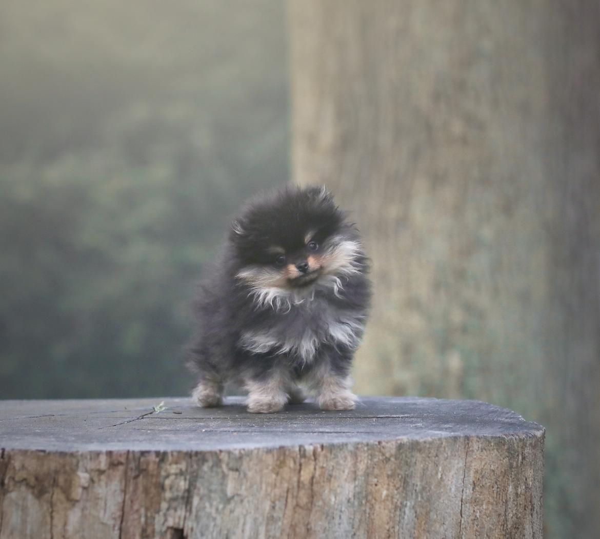 Pomeranian High Fly Lakrisall (Oscar) billede 2