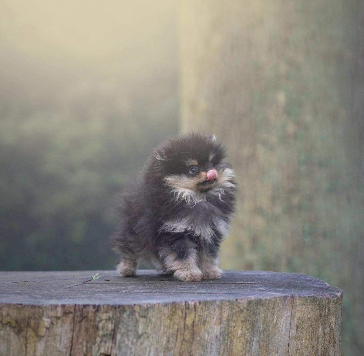 Pomeranian High Fly Lakrisall (Oscar) billede 3