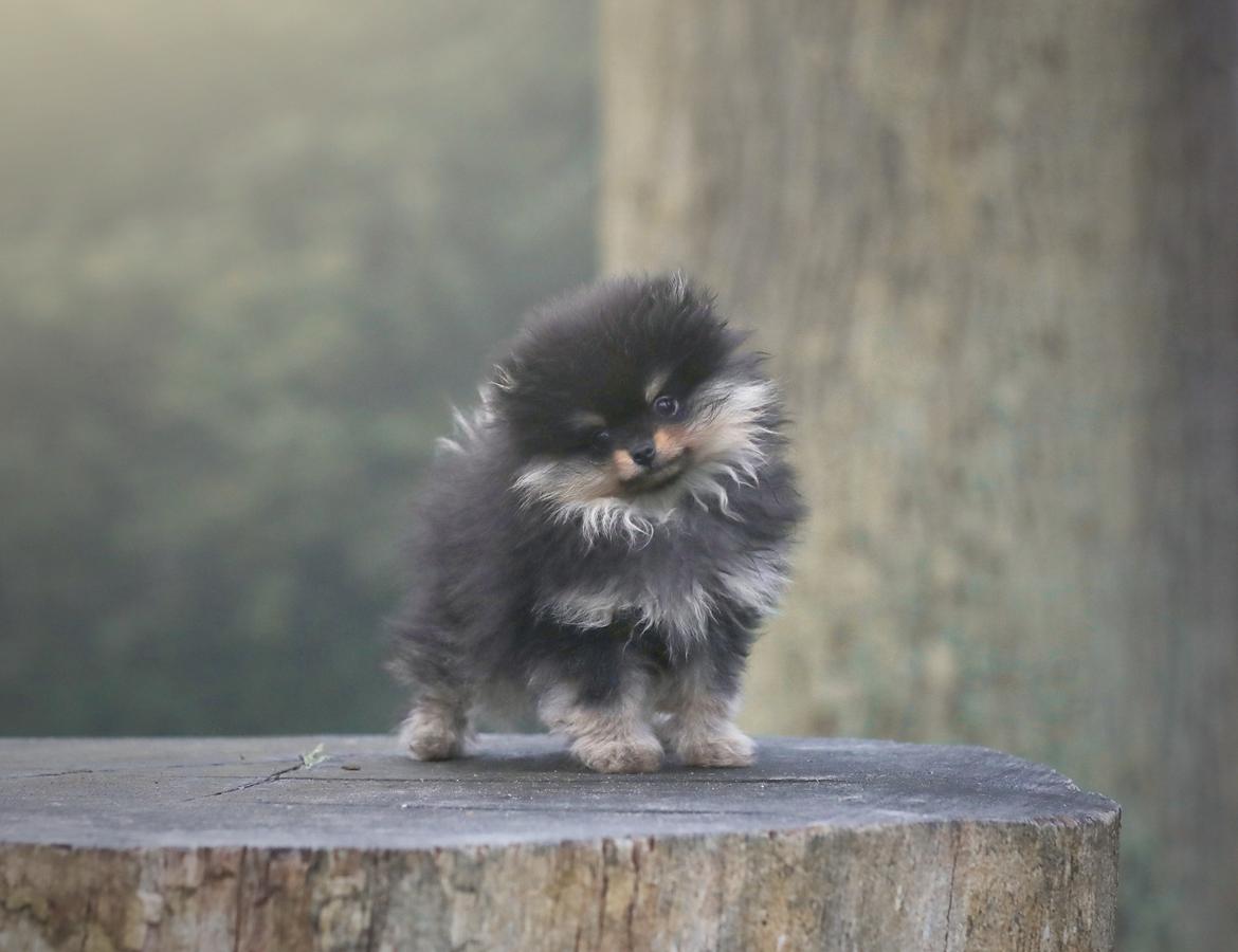 Pomeranian High Fly Lakrisall (Oscar) billede 7