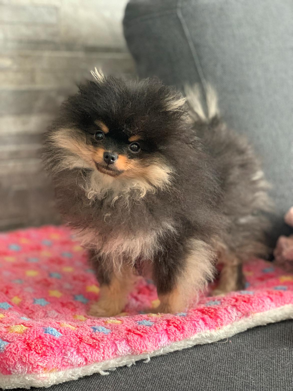 Pomeranian High Fly Lakrisall (Oscar) billede 8