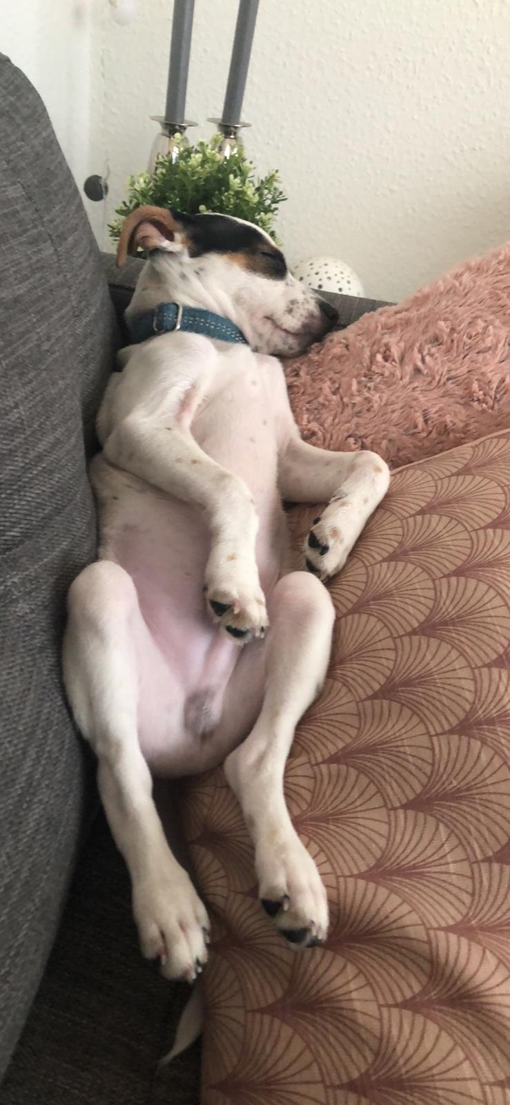 Dansk svensk gaardhund Bernhard billede 1