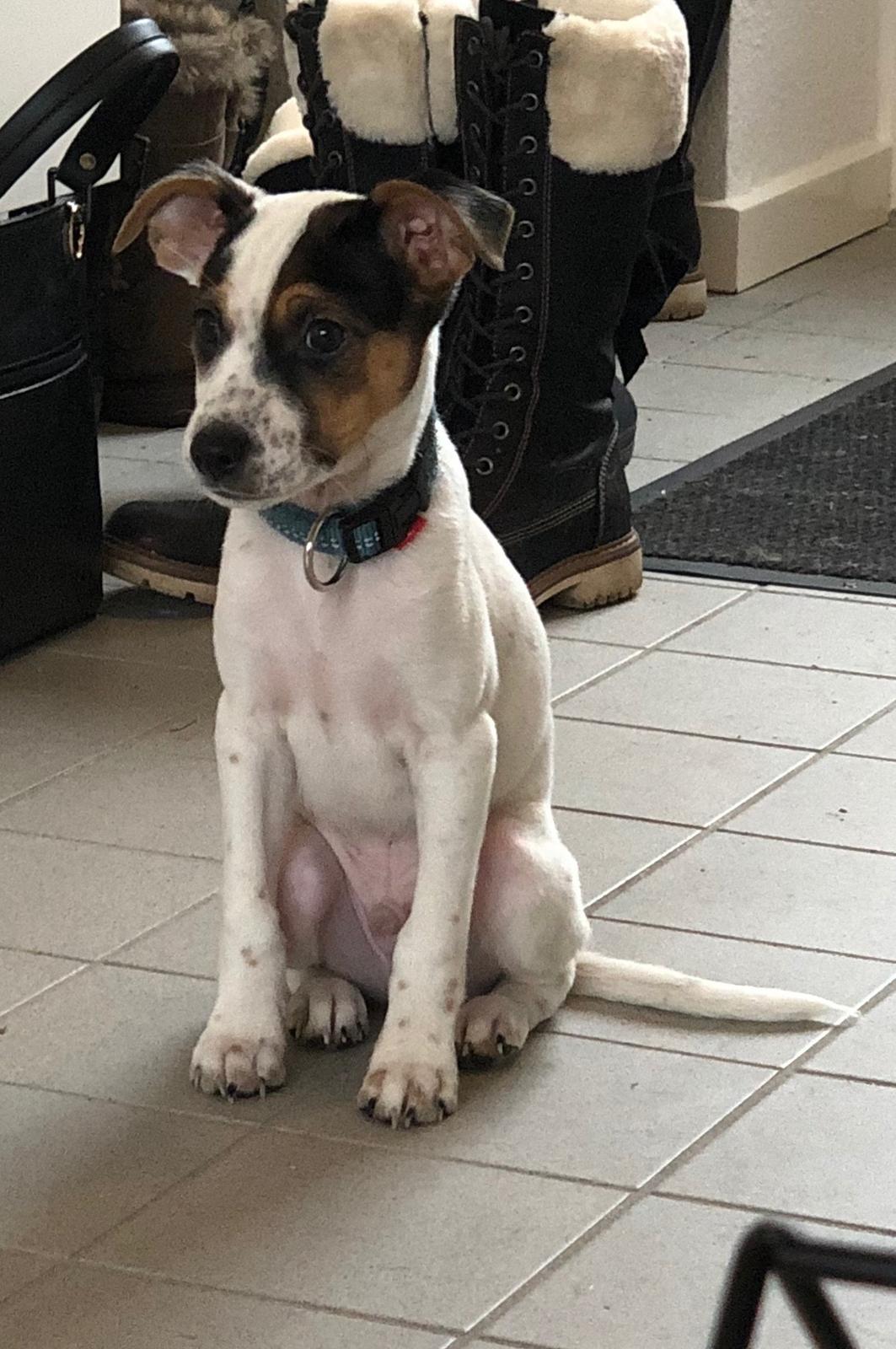 Dansk svensk gaardhund Bernhard billede 3