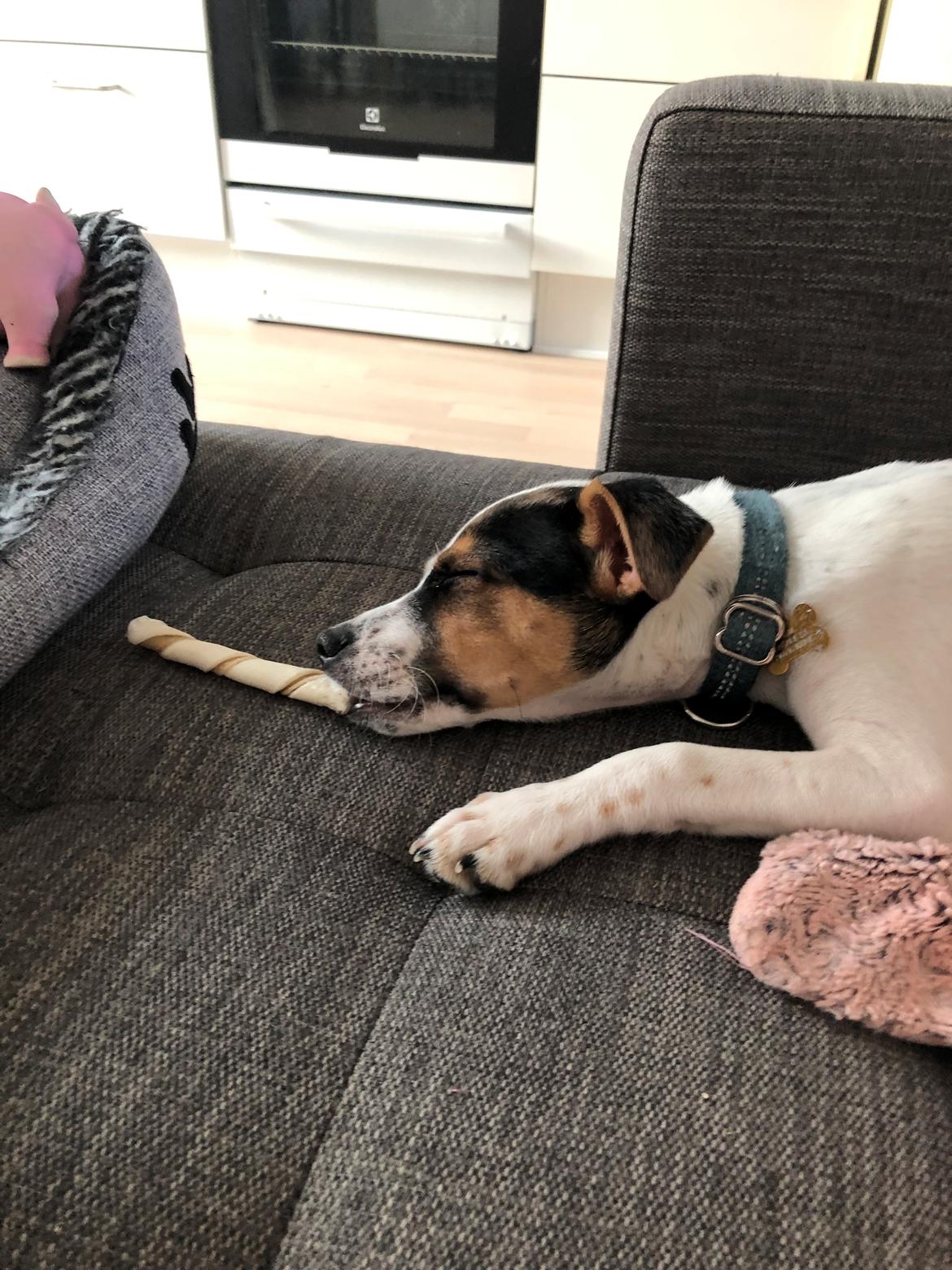 Dansk svensk gaardhund Bernhard billede 4