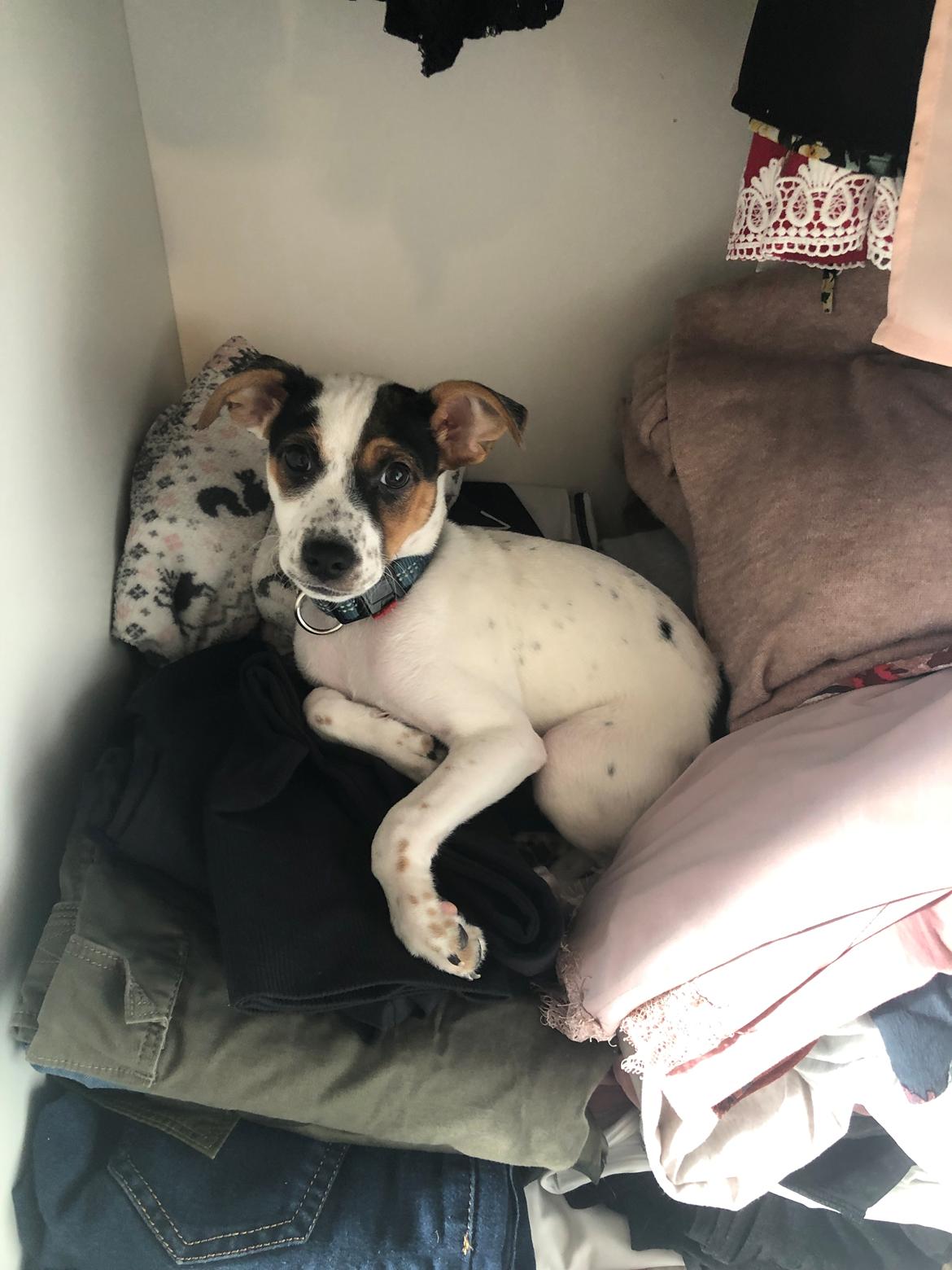 Dansk svensk gaardhund Bernhard billede 5