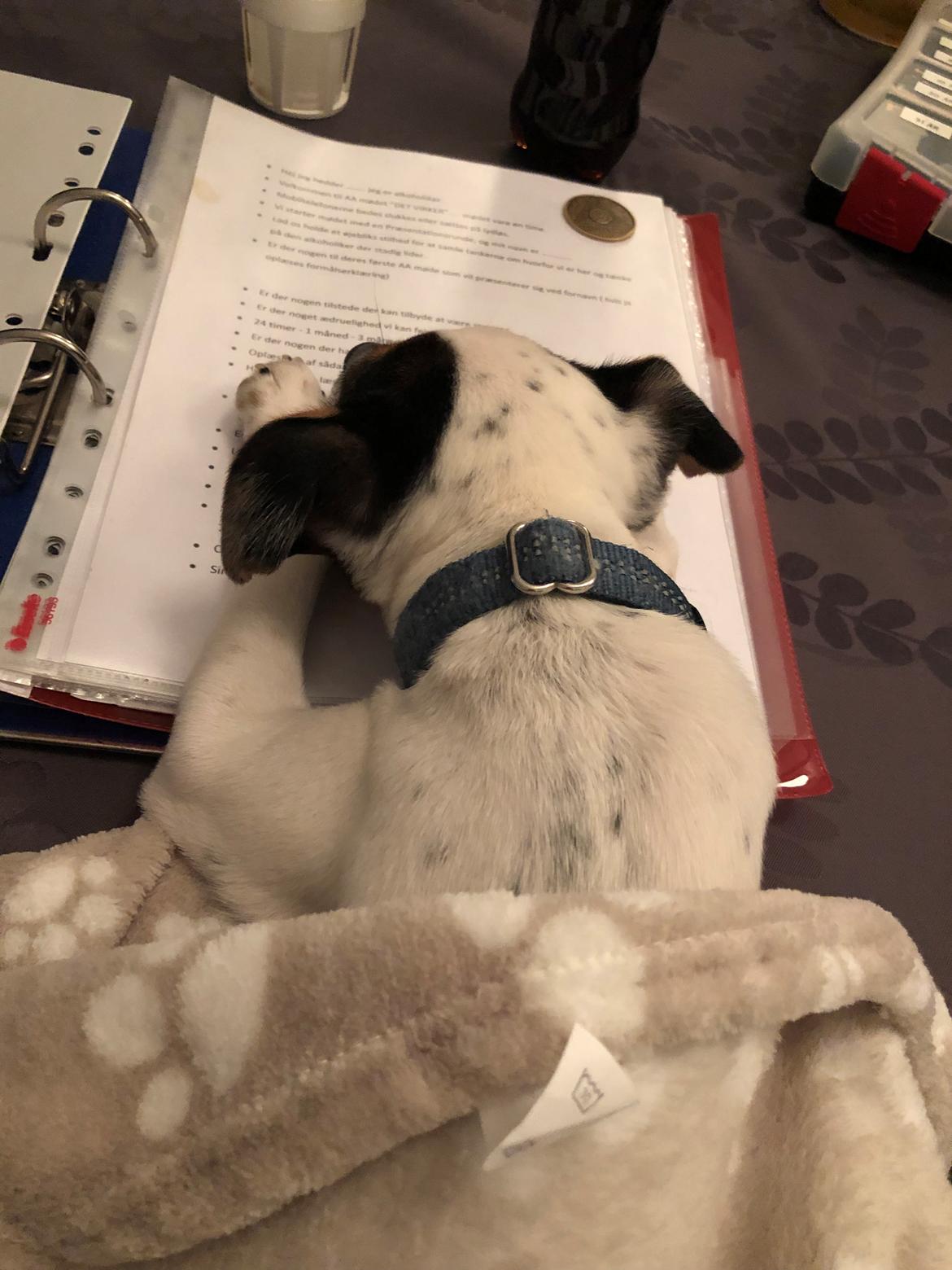 Dansk svensk gaardhund Bernhard billede 2