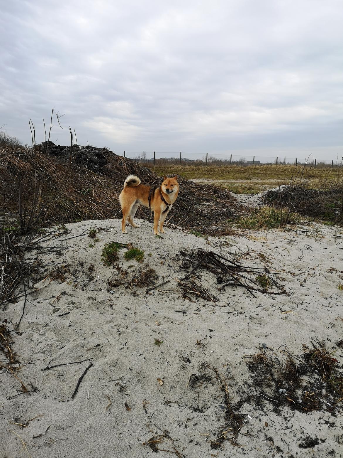 Shiba Nemo  billede 19