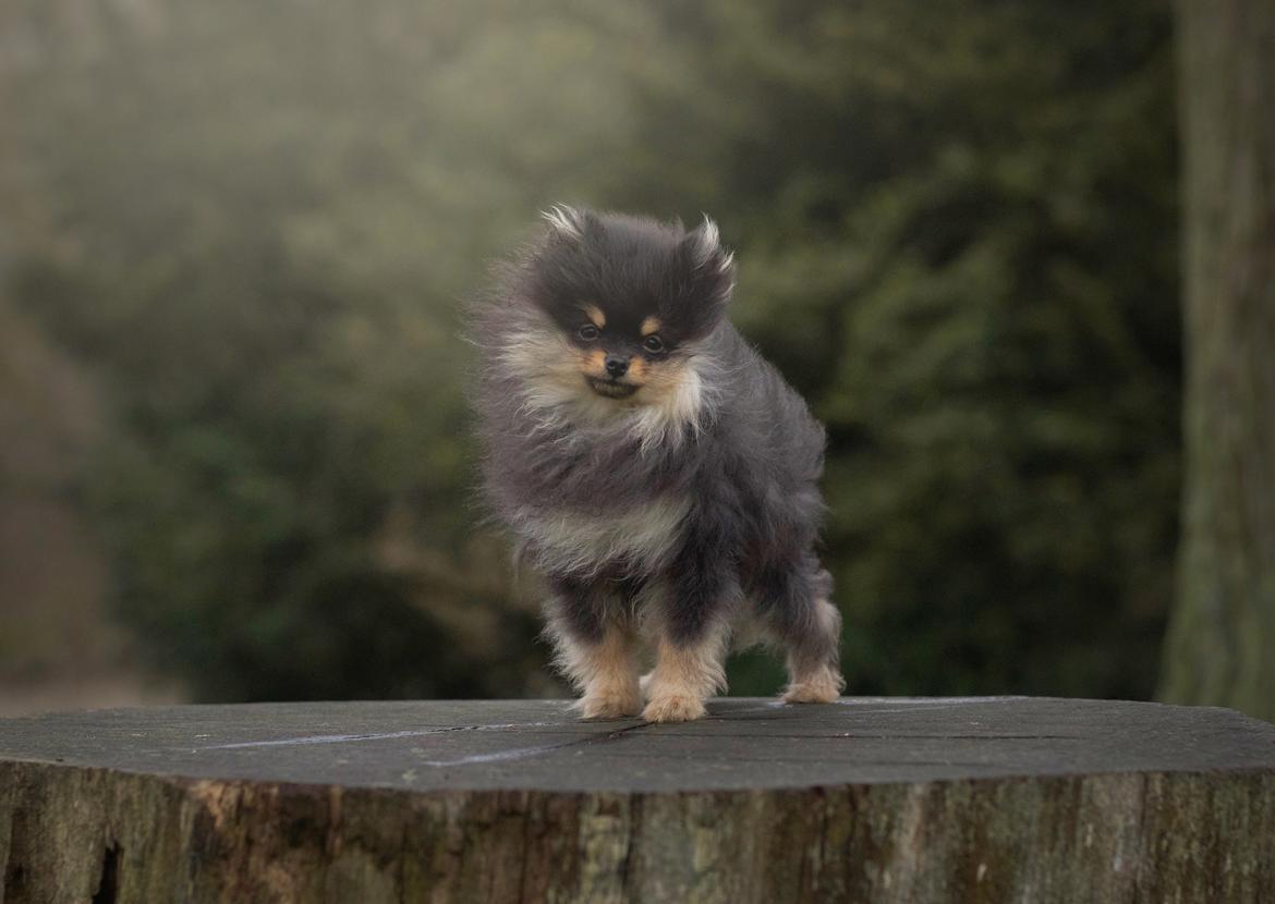 Pomeranian High Fly Lakrisall (Oscar) billede 1