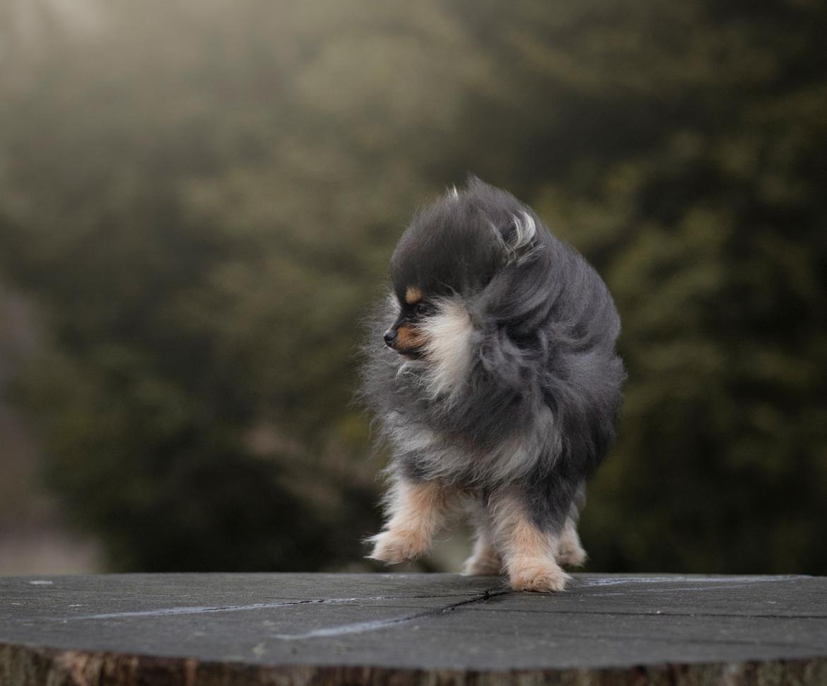 Pomeranian High Fly Lakrisall (Oscar) billede 10